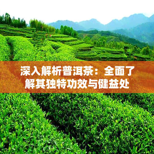 深入解析普洱茶：全面了解其独特功效与健益处