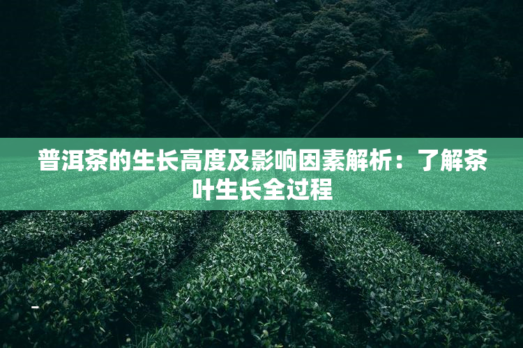 普洱茶的生长高度及影响因素解析：了解茶叶生长全过程