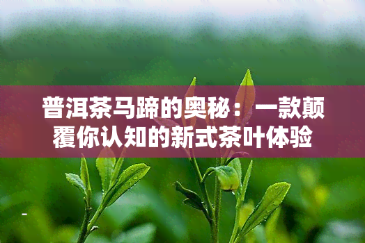 普洱茶马蹄的奥秘：一款颠覆你认知的新式茶叶体验