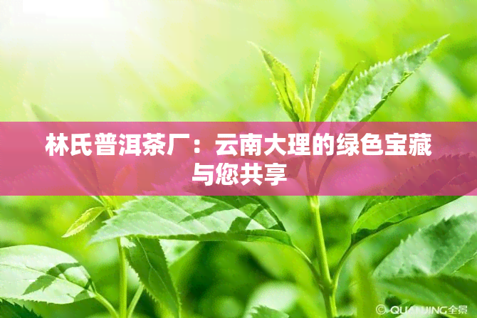林氏普洱茶厂：云南大理的绿色宝藏与您共享