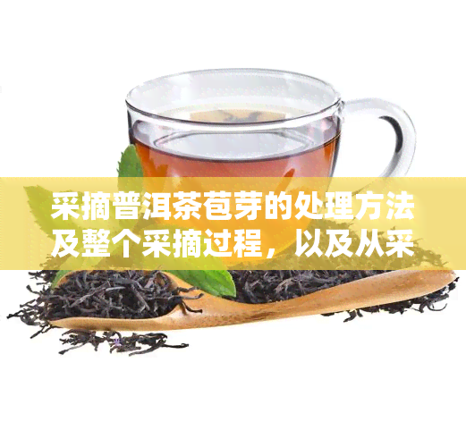 采摘普洱茶苞芽的处理方法及整个采摘过程，以及从采摘到包装的时间