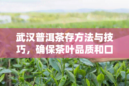 武汉普洱茶存方法与技巧，确保茶叶品质和口感的保持