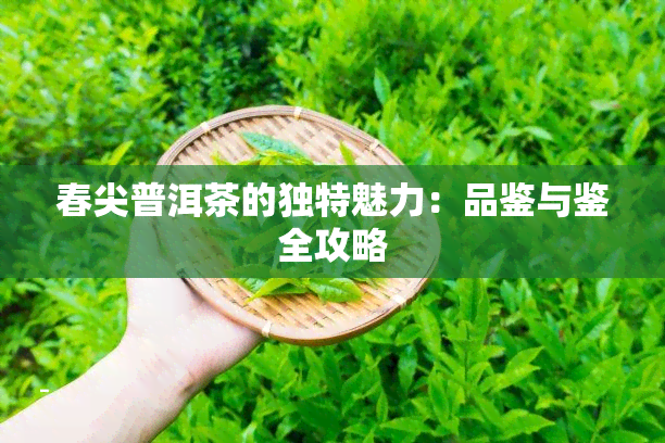 春尖普洱茶的独特魅力：品鉴与鉴全攻略