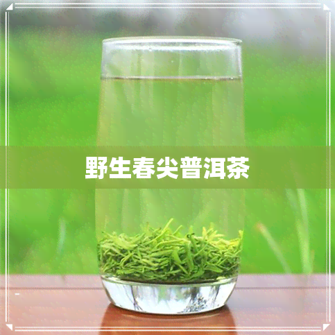 野生春尖普洱茶