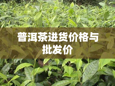 普洱茶进货价格与批发价