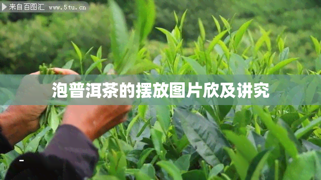 泡普洱茶的摆放图片欣及讲究