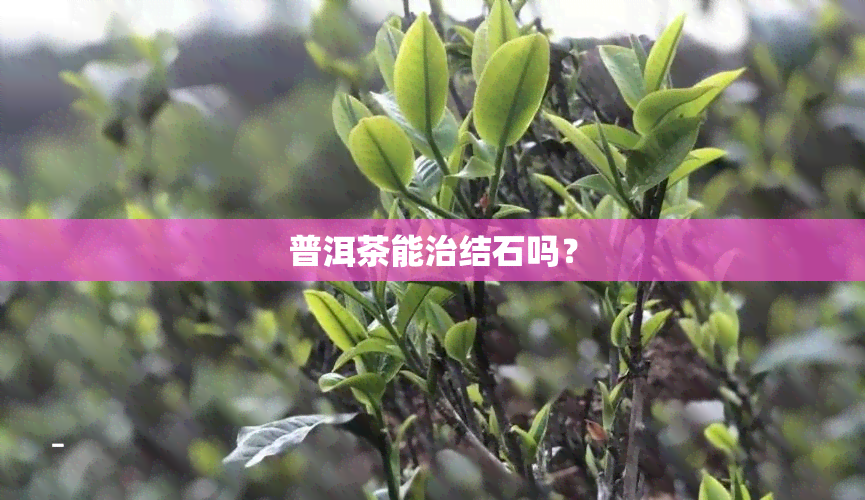 普洱茶能治结石吗？