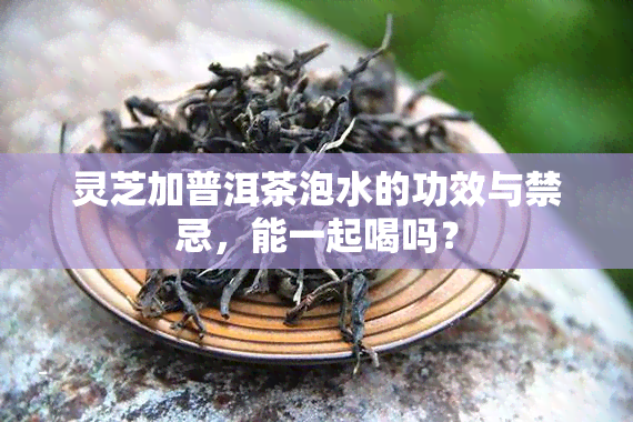 灵芝加普洱茶泡水的功效与禁忌，能一起喝吗？