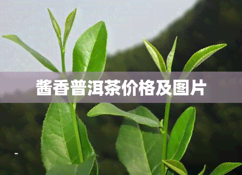 酱香普洱茶价格及图片