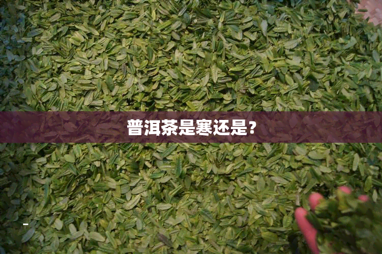 普洱茶是寒还是？