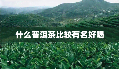 什么普洱茶比较有名好喝