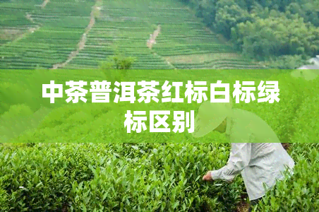 中茶普洱茶红标白标绿标区别