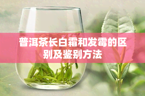 普洱茶长白霜和发霉的区别及鉴别方法