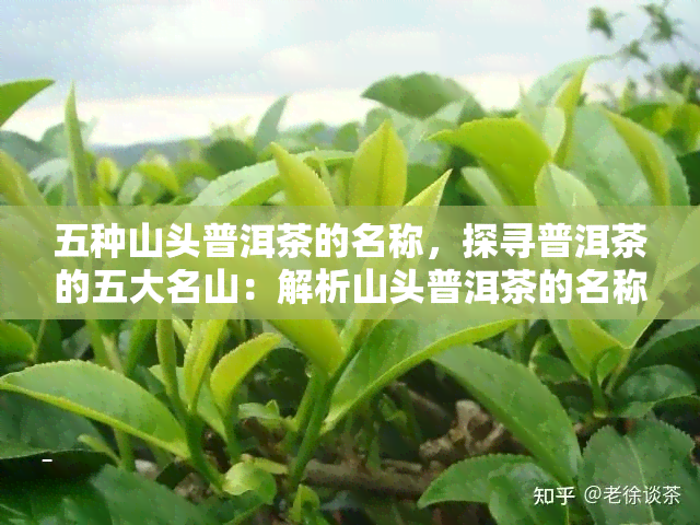 五种山头普洱茶的名称，探寻普洱茶的五大名山：解析山头普洱茶的名称