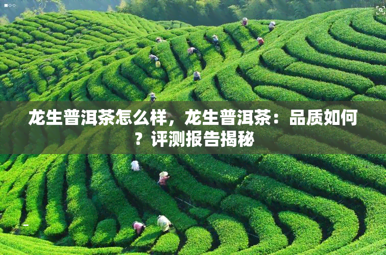 龙生普洱茶怎么样，龙生普洱茶：品质如何？评测报告揭秘