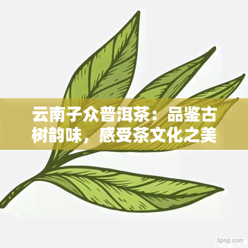 云南子众普洱茶：品鉴古树韵味，感受茶文化之美