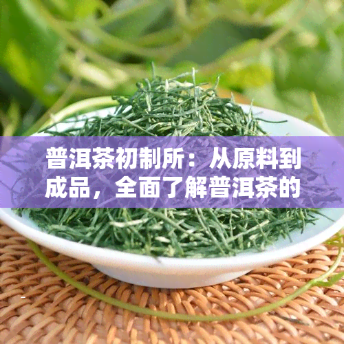 普洱茶初制所：从原料到成品，全面了解普洱茶的制作过程与品质特点