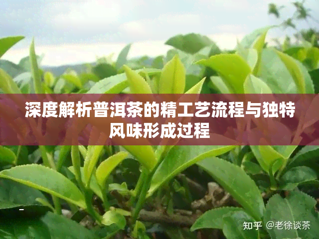 深度解析普洱茶的精工艺流程与独特风味形成过程