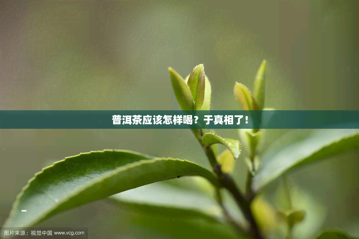 普洱茶应该怎样喝？于真相了！