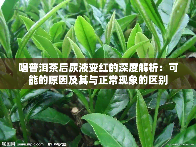 喝普洱茶后尿液变红的深度解析：可能的原因及其与正常现象的区别