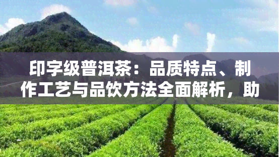 印字级普洱茶：品质特点、制作工艺与品饮方法全面解析，助您选购与品鉴