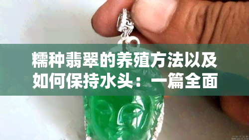 糯种翡翠的养殖方法以及如何保持水头：一篇全面指南