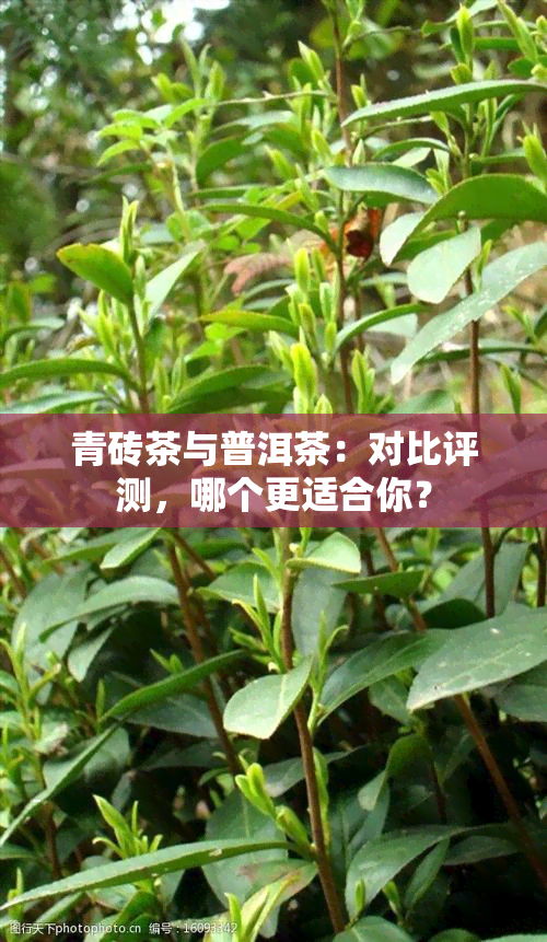 青砖茶与普洱茶：对比评测，哪个更适合你？