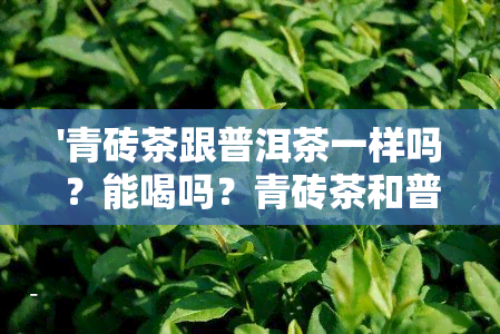 '青砖茶跟普洱茶一样吗？能喝吗？青砖茶和普洱茶是一个品种吗？'