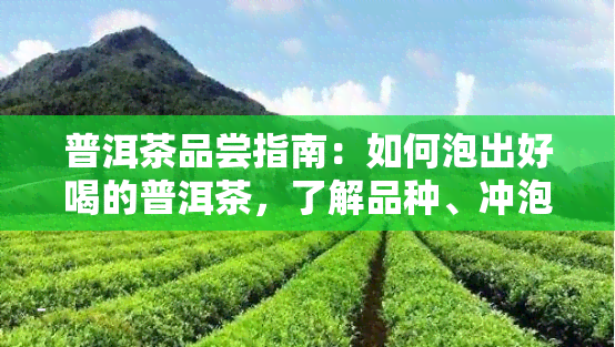 普洱茶品尝指南：如何泡出好喝的普洱茶，了解品种、冲泡技巧与口感体验