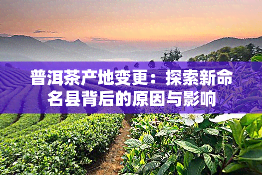 普洱茶产地变更：探索新命名县背后的原因与影响