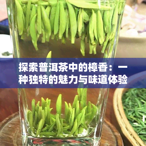 探索普洱茶中的樟香：一种独特的魅力与味道体验