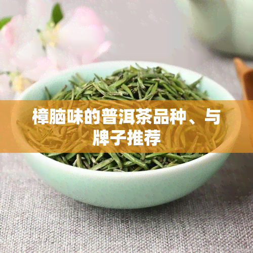 樟脑味的普洱茶品种、与牌子推荐