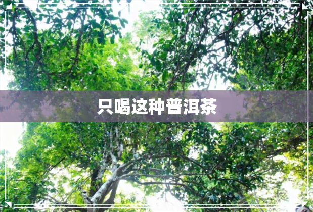 只喝这种普洱茶