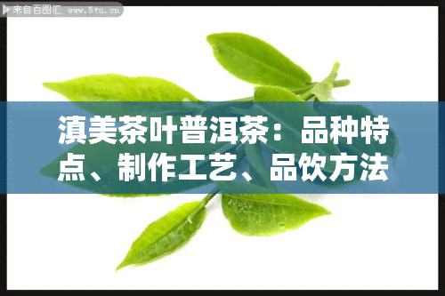 滇美茶叶普洱茶：品种特点、制作工艺、品饮方法及功效一应俱全的全面解析