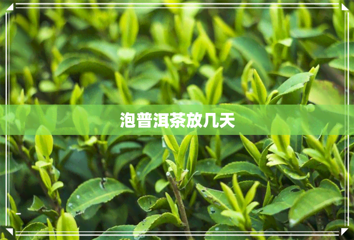 泡普洱茶放几天