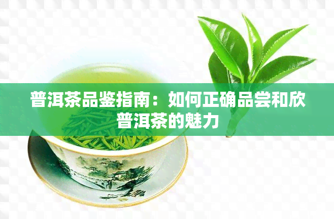 普洱茶品鉴指南：如何正确品尝和欣普洱茶的魅力