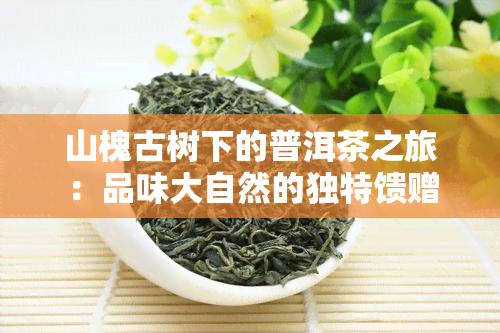 山槐古树下的普洱茶之旅：品味大自然的独特馈赠