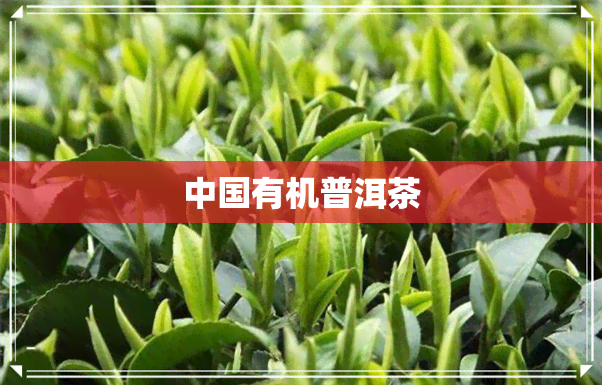 中国有机普洱茶