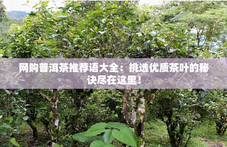 网购普洱茶推荐语大全：挑选优质茶叶的秘诀尽在这里！