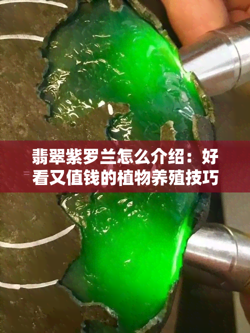 翡翠紫罗兰怎么介绍：好看又值钱的植物养殖技巧与价值解析