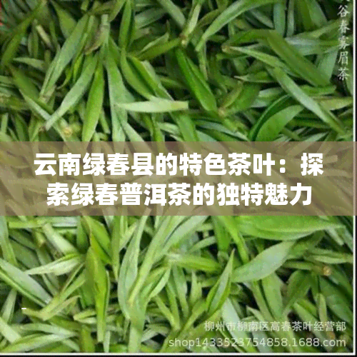 云南绿春县的特色茶叶：探索绿春普洱茶的独特魅力与生产工艺