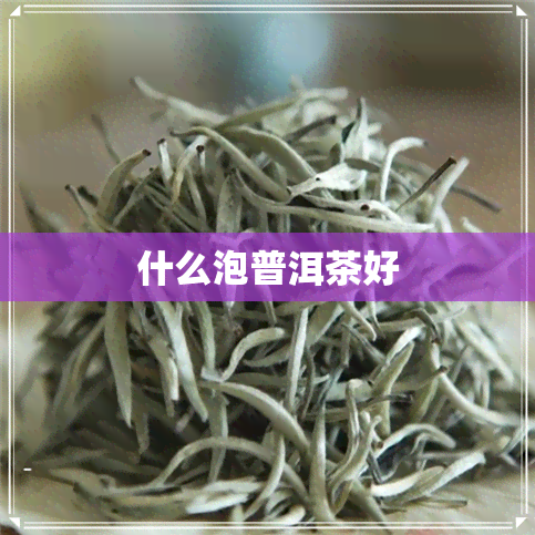 什么泡普洱茶好