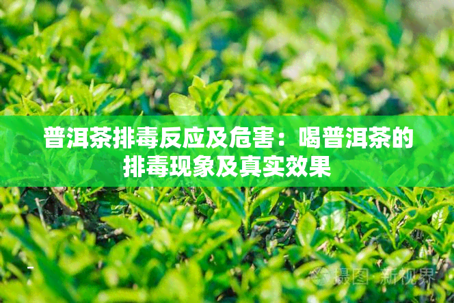 普洱茶排反应及危害：喝普洱茶的排现象及真实效果