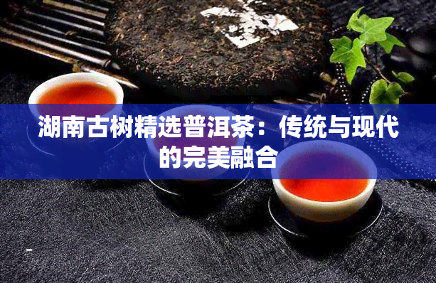 湖南古树精选普洱茶：传统与现代的完美融合