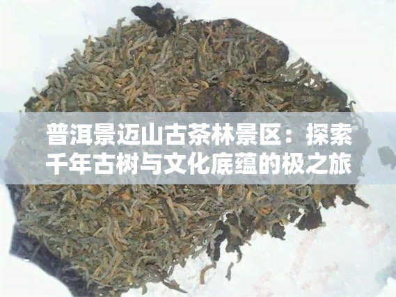 普洱景迈山古茶林景区：探索千年古树与文化底蕴的极之旅