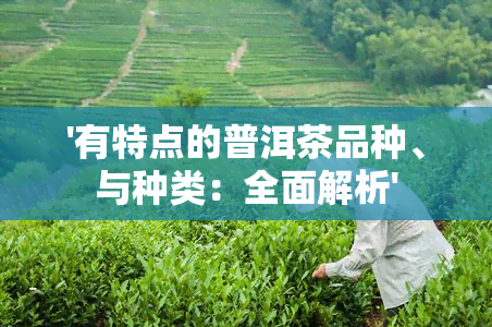 '有特点的普洱茶品种、与种类：全面解析'