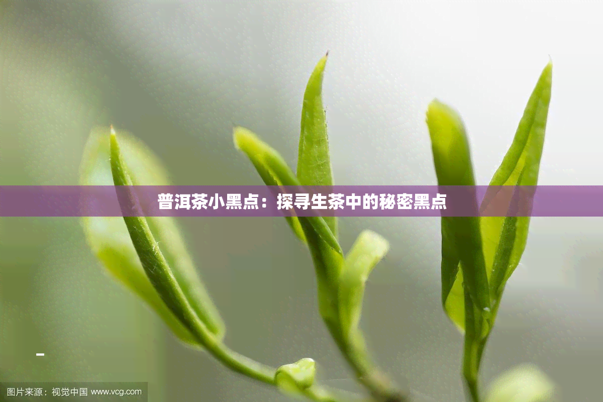 普洱茶小黑点：探寻生茶中的秘密黑点