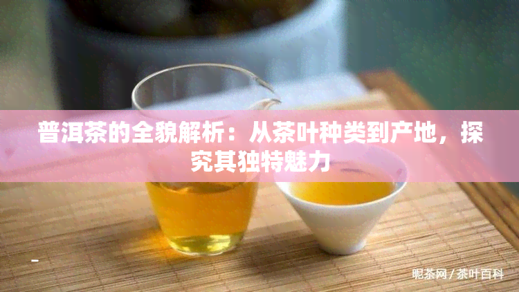 普洱茶的全貌解析：从茶叶种类到产地，探究其独特魅力