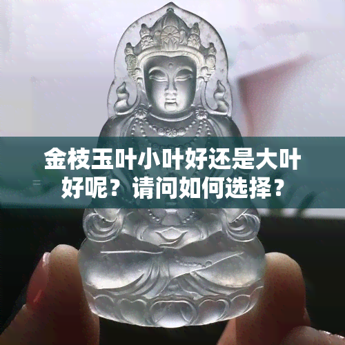 金枝玉叶小叶好还是大叶好呢？请问如何选择？