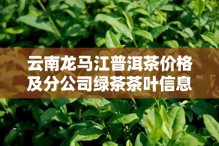 云南龙马江普洱茶价格及分公司绿茶茶叶信息